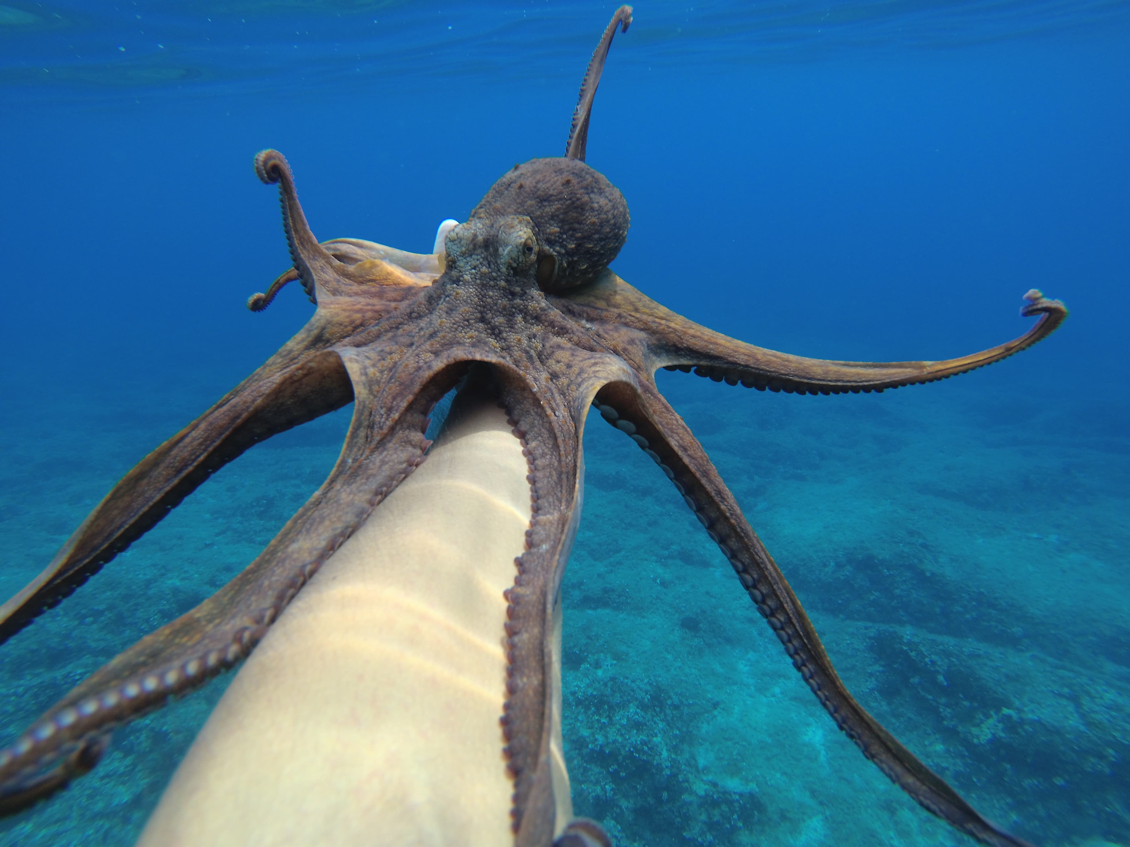 art-Octo friend