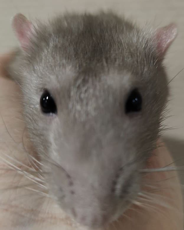 art-Rat life